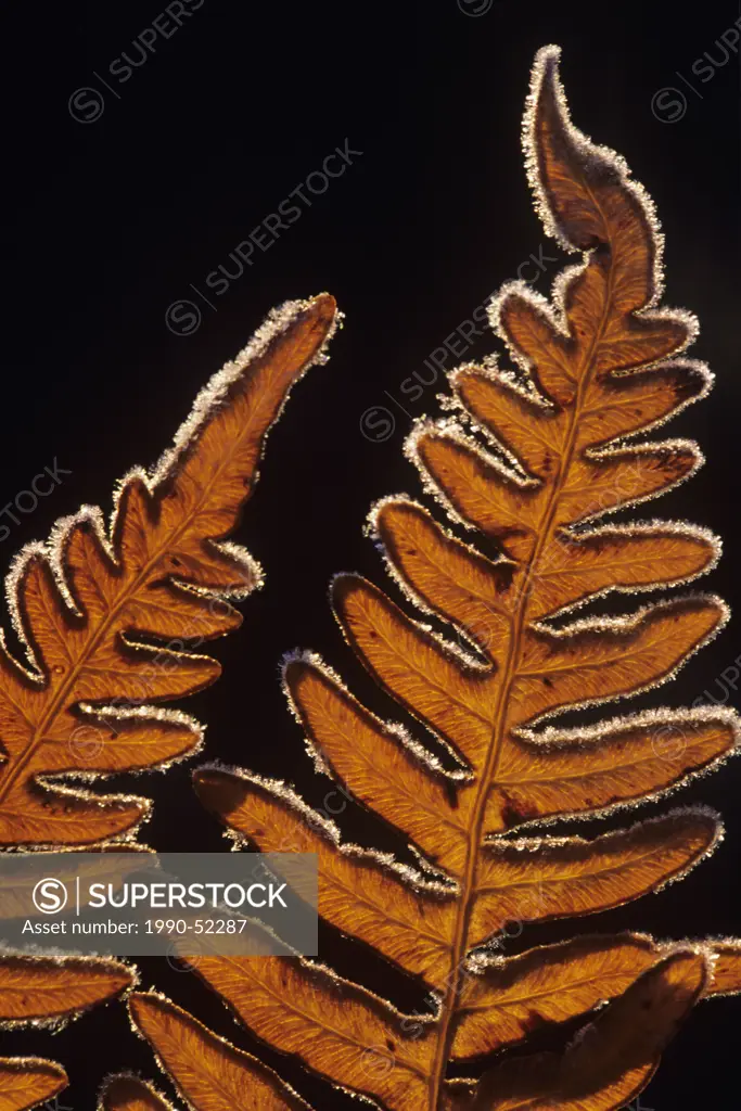 Detail of a frost covered bracken fern pteridium aquilinum walden, ontario, canada.