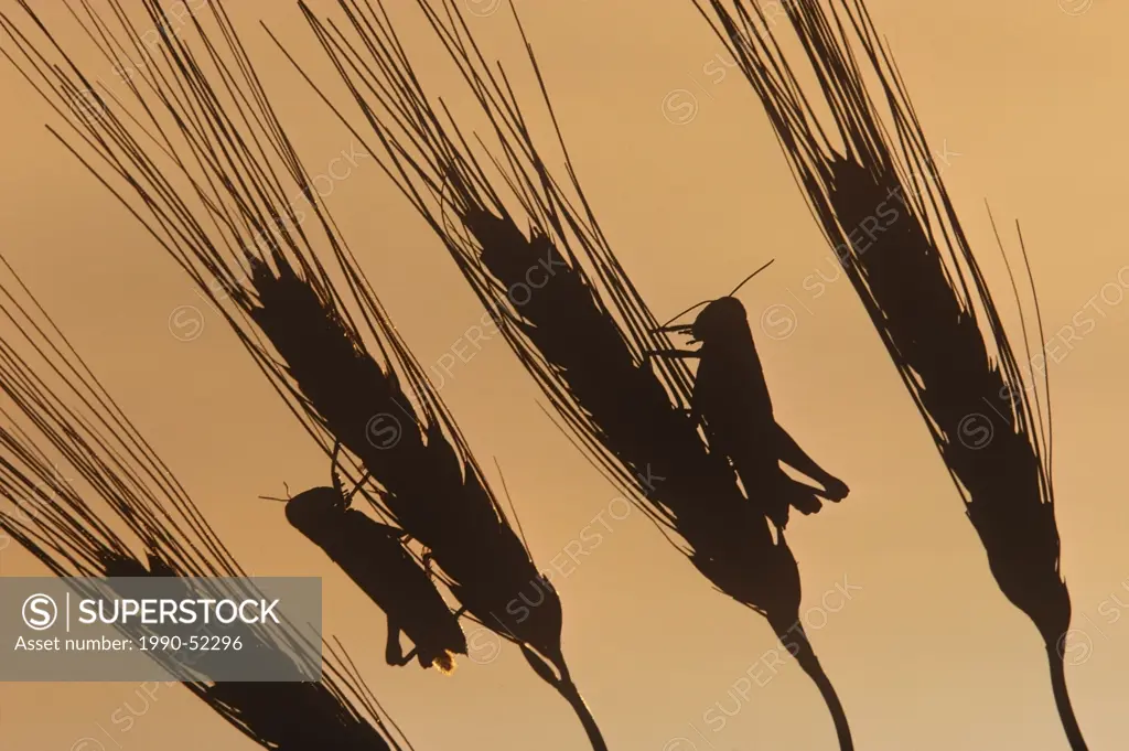 Grasshoppers and wheat silhouette at sunset, Manitoba, Canada.