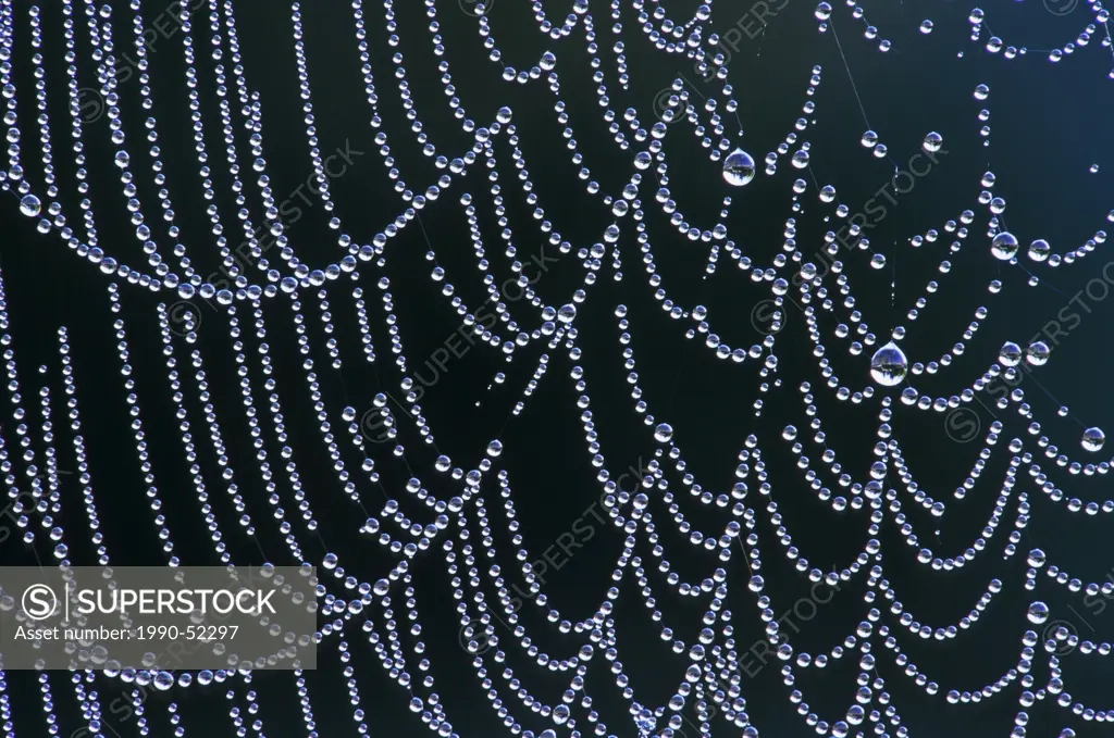 Dew on orb web, Burnaby Lake Regional Park, Burnaby, British Columbia, Canada.