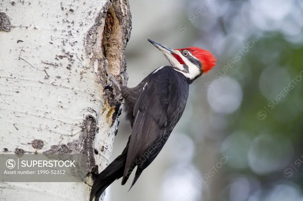 The Pileated Woodpecker Dryocopus pileatus is a very large North American woodpecker, Alberta, Canada.