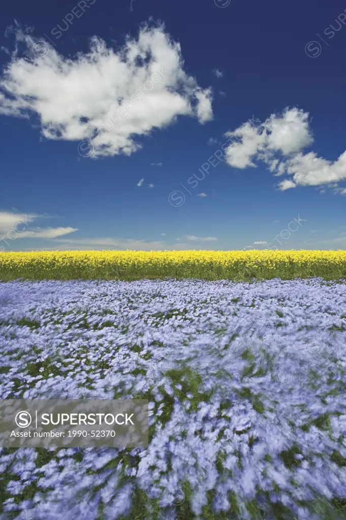 Windblown flowering flax field with canola in the background, Tiger Hills near Somerset, Manitoba, Canada