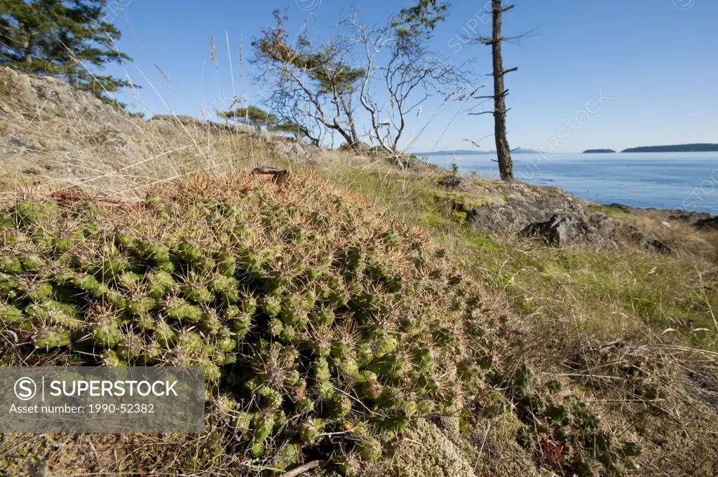 Brittle Prickly Pear Cactus Opuntia fragilis on south facing shore at Fairfax Point, Morseby Island, Gulf Islands, British Columbia, Canada