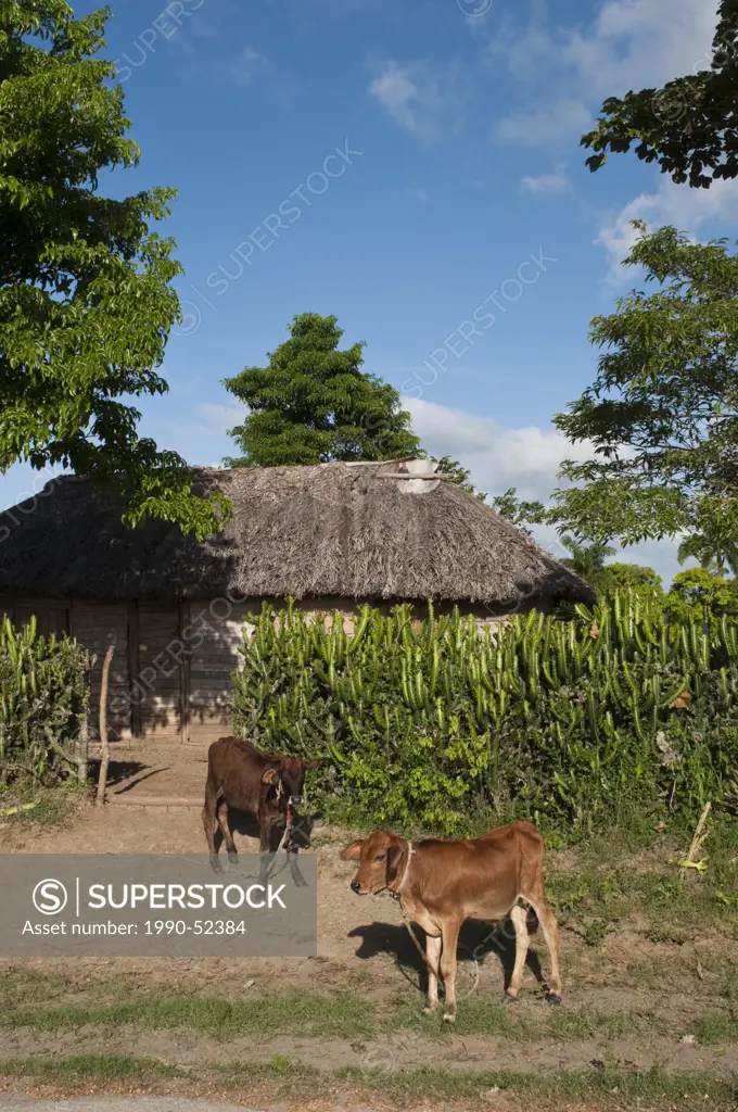 Small home and cows in rural area near Holguin, Cuba