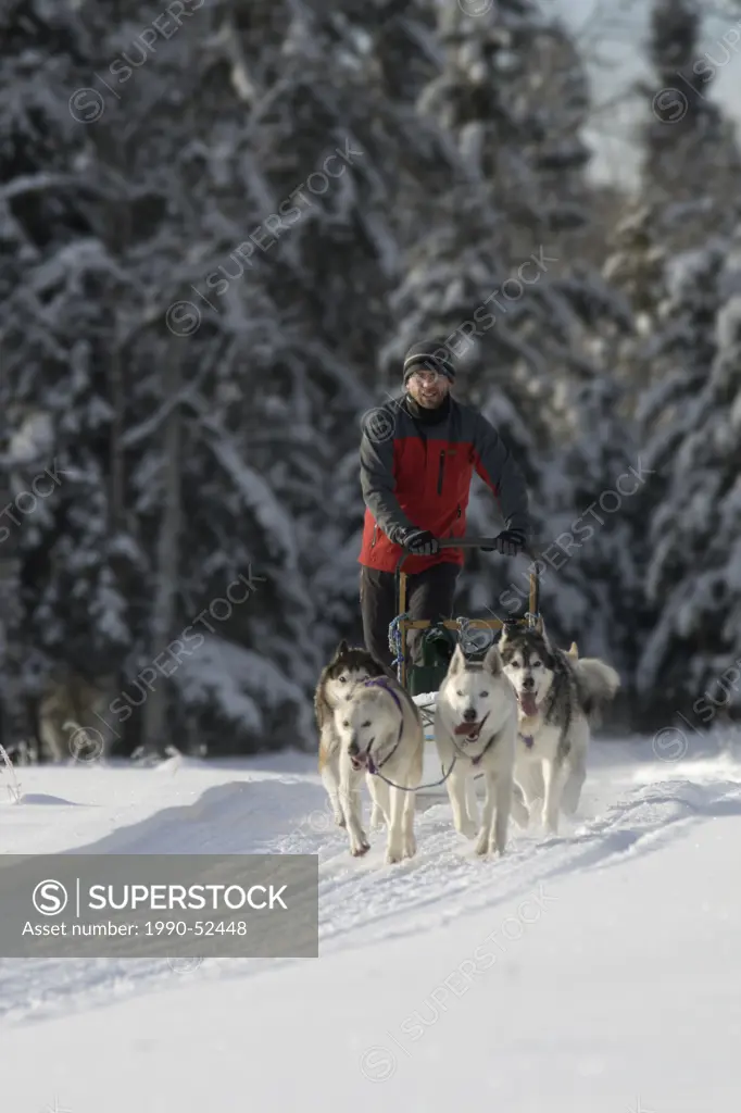 Man dogsledding, near Rocky Mountain House, Alberta, Canada