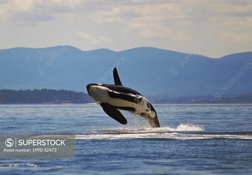 Orca breaching in Haro Strait, British Columbia, Canada.