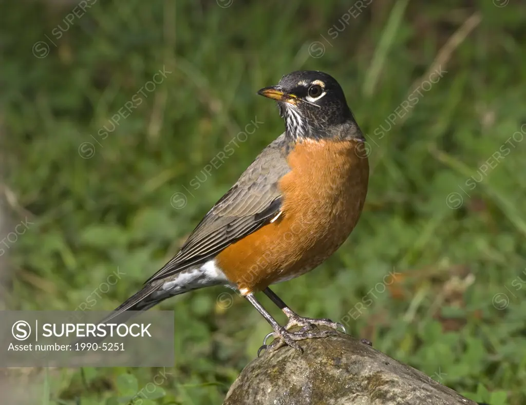 American Robin, Canada