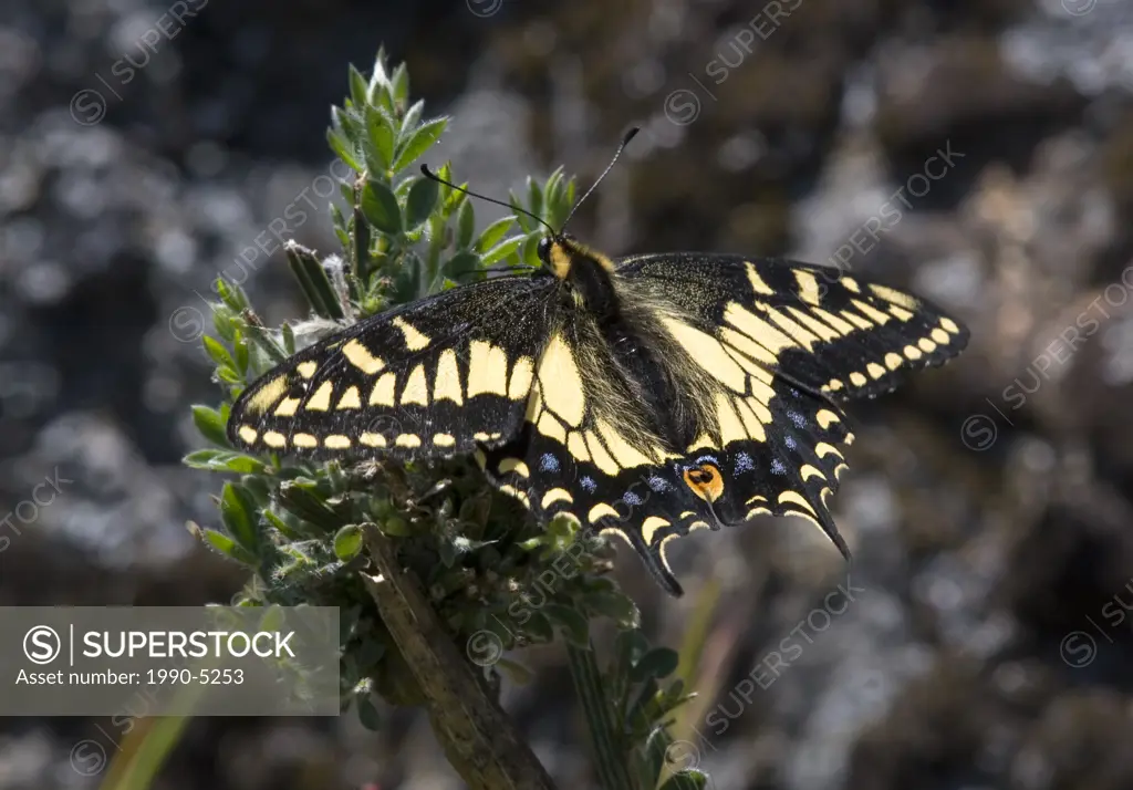 Aninse Swallowtail, Canada