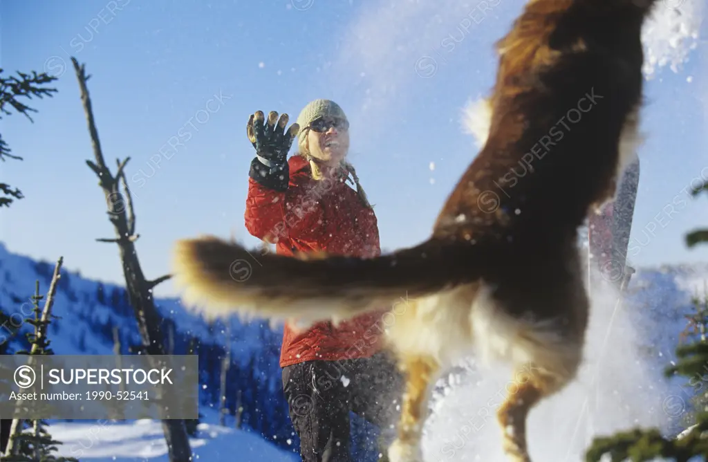A woman and a jumping dog play in the snow in winter on a summit near Rossland, British Columbia, Canada.