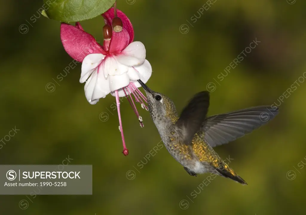 Close up of an Annas Hummingbird, Canada
