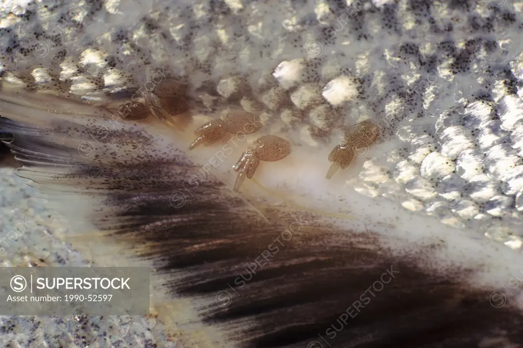 Sea lice on adult wild chinook salmon, Work Channel, Prince Rupert, British Columbia, Canada.
