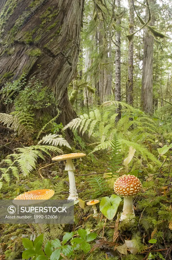 Old growth western red_cedar temperate rainforest, Great Bear Rainforest, British Columbia, Canada.