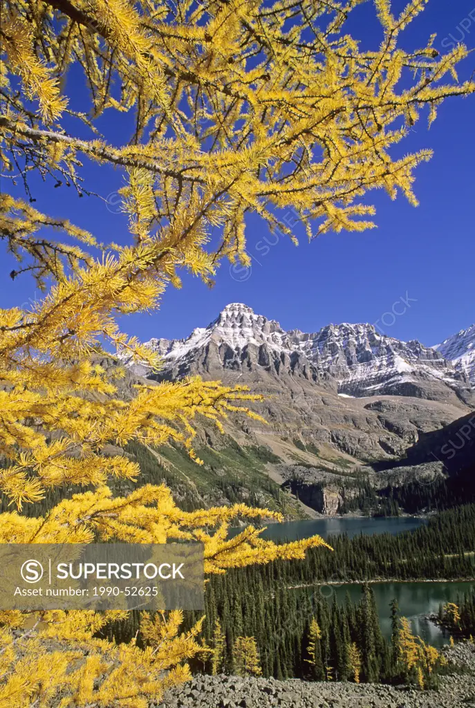 Alpine larch in Fall colour, Mary Lake, Lake O´Hara, Mt. Huber, Yoho National Park, British Columbia, Canada.