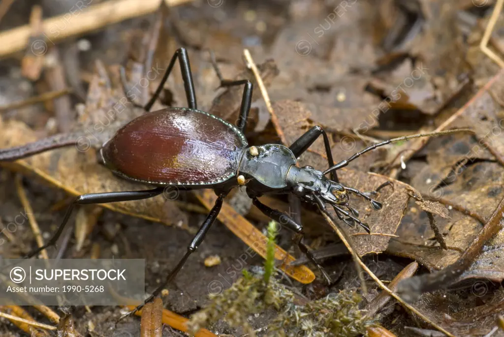Beetle in dirt, Canada