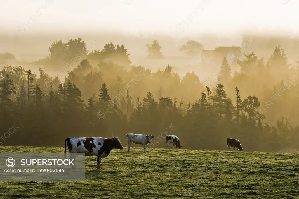 Cows in morning mist near Brae, Prince Edward Island, Canada.