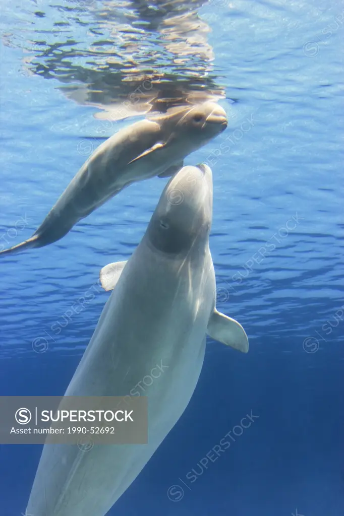 Beluga Whales at Marineland _ Niagara Falls, Ontario, Canada.