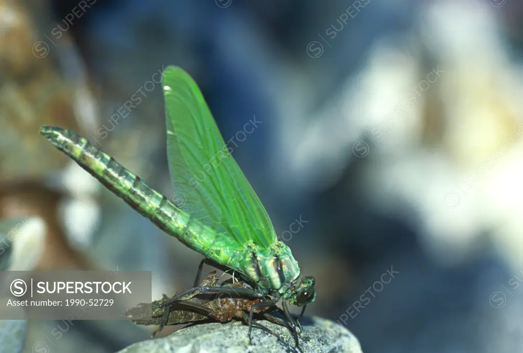 Green Darner dragonfly Anax junius