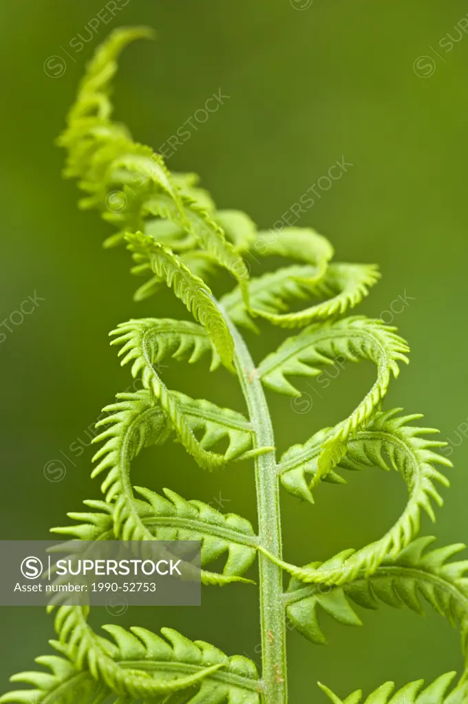 Cinnamon fern´s fertile spore_bearing fronds are erect and shorter, 20_45 cm tall, they become cinnamon_colored, which gives the species its name. The...