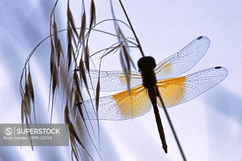 Dragonfly, Vaseux Lake Provincial Park, British Columbia, Canada