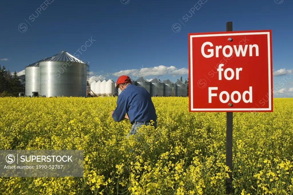 A farmer checks his blooming canola crop with ´Grown for food´ sign in field near Dugald, Manitoba, Canada
