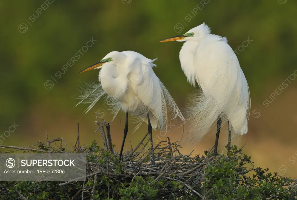 Great Egrets Ardea alba