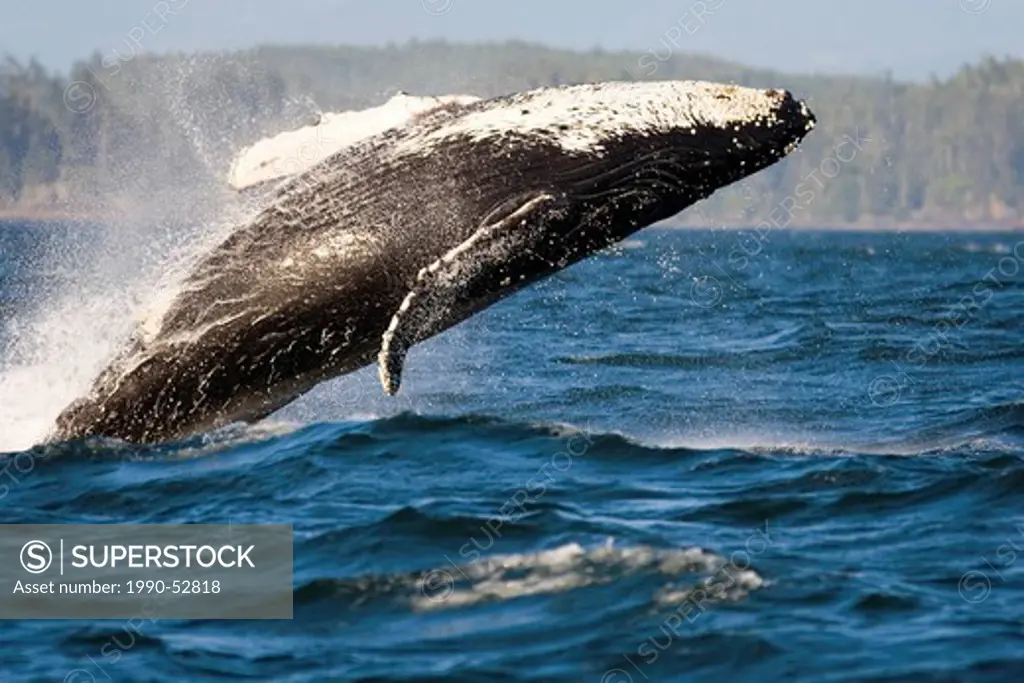 A Humpback whale breaching on the West Coast of Vancouver Island near Tofino, Vancouver Island, British Columbia, Canada.