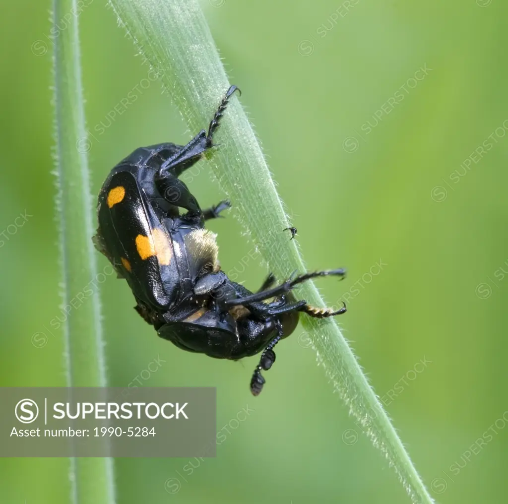 Burying-Beetle, Canada
