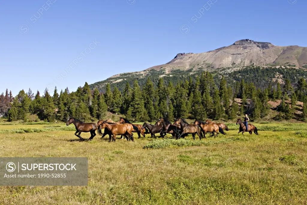 wrangler rounds up horses in the Rainbow Mountains in British Columbia Canada