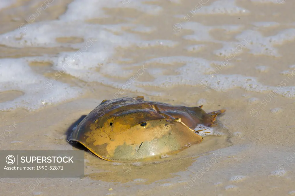 Atlantic Horseshoe crabs, Limulus polyphemus coming ashore to laying eggs, East Point, Deleware Bay, New Jersey, United States of America