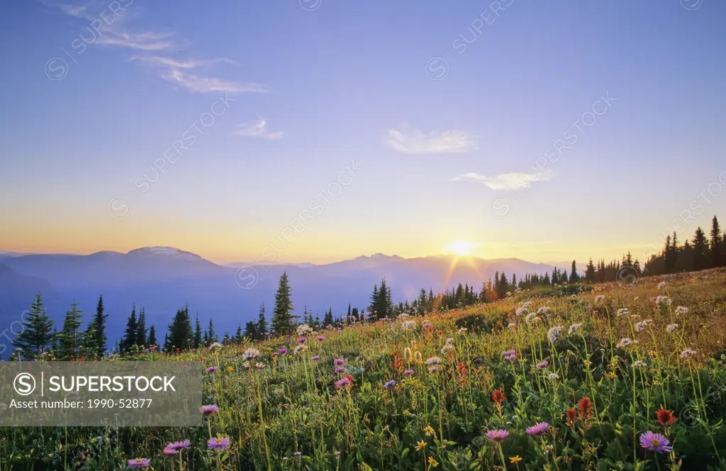 Spectacular wildflower meadows in the Selkirk Mountains looking west towards Monashee Mountains, British Columbia, Canada.