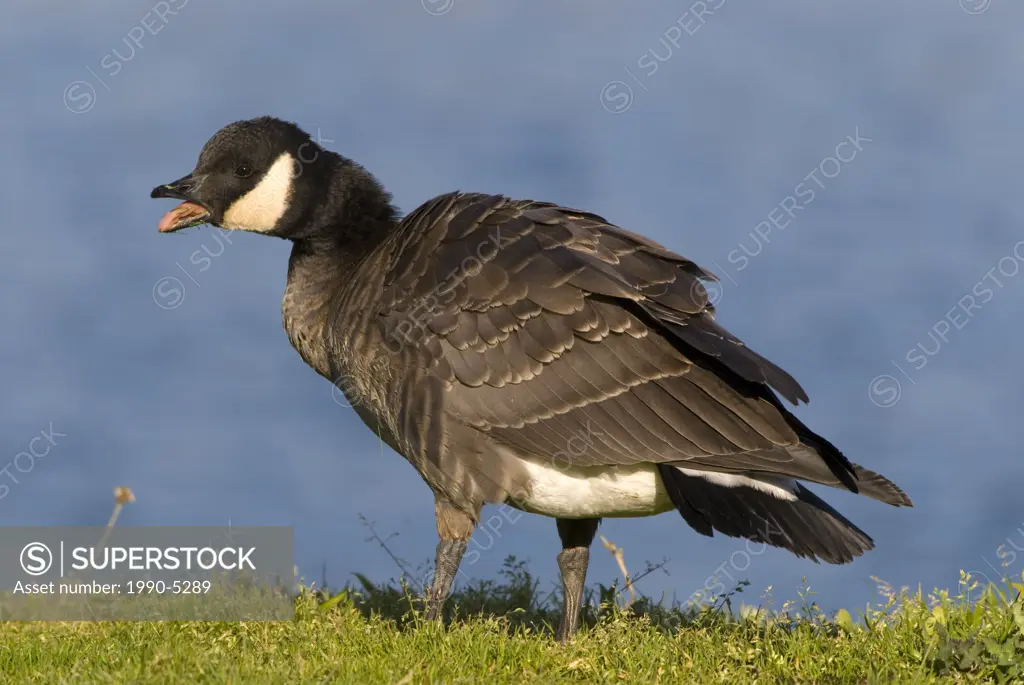 Cackling Goose, Canada