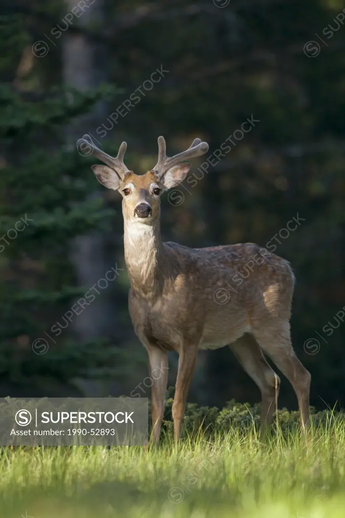 Portrait of a white tailed deer, Canada.