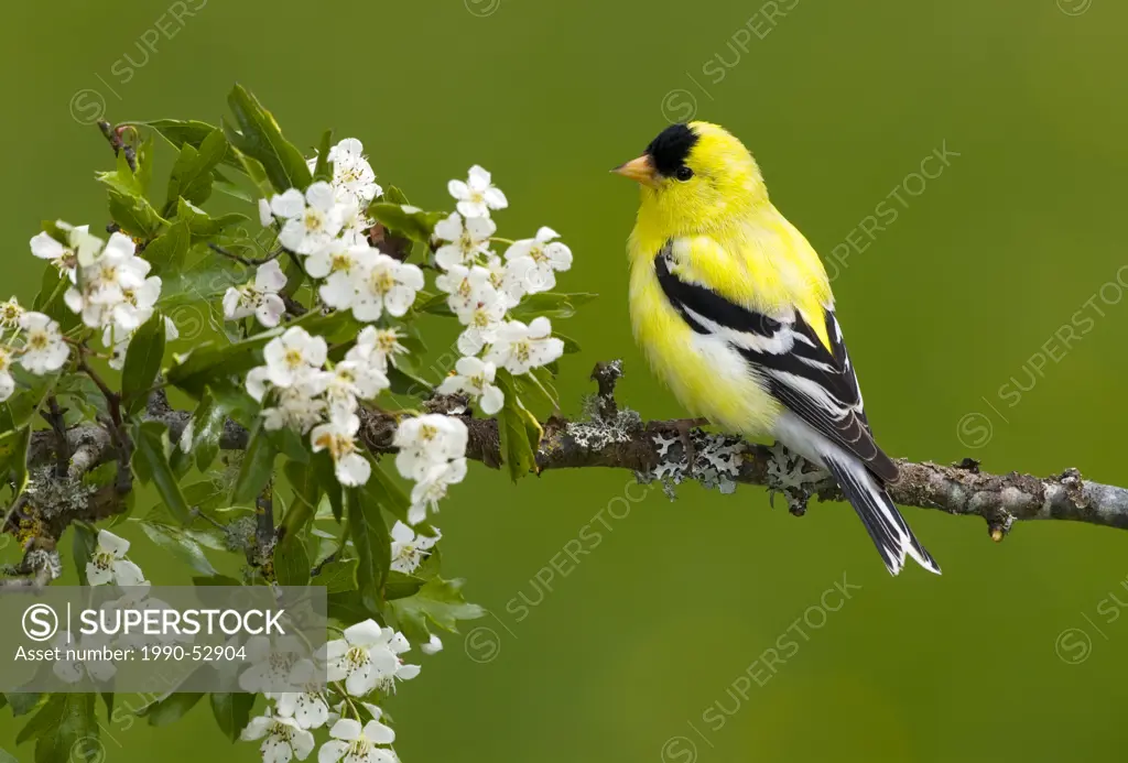 american goldfinch Carduelis tristis, Canada.