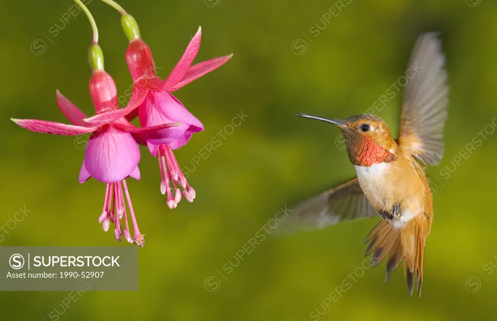 rufous hummingbird Selasphorus rufus, Canada.