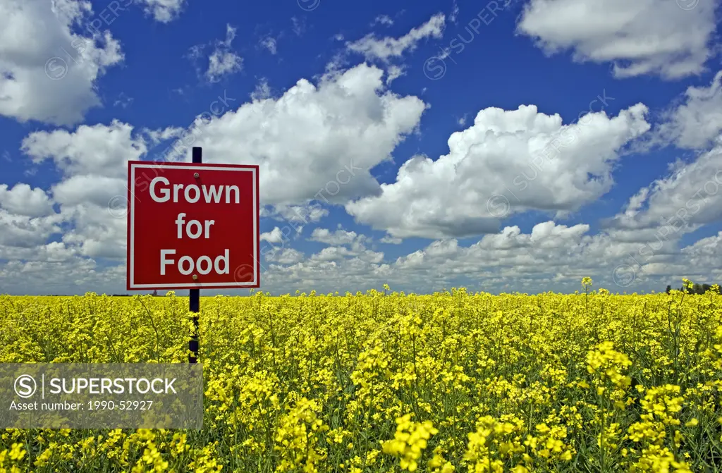 ´Grown for food´ sign in canola field near Carey, Manitoba, Canada