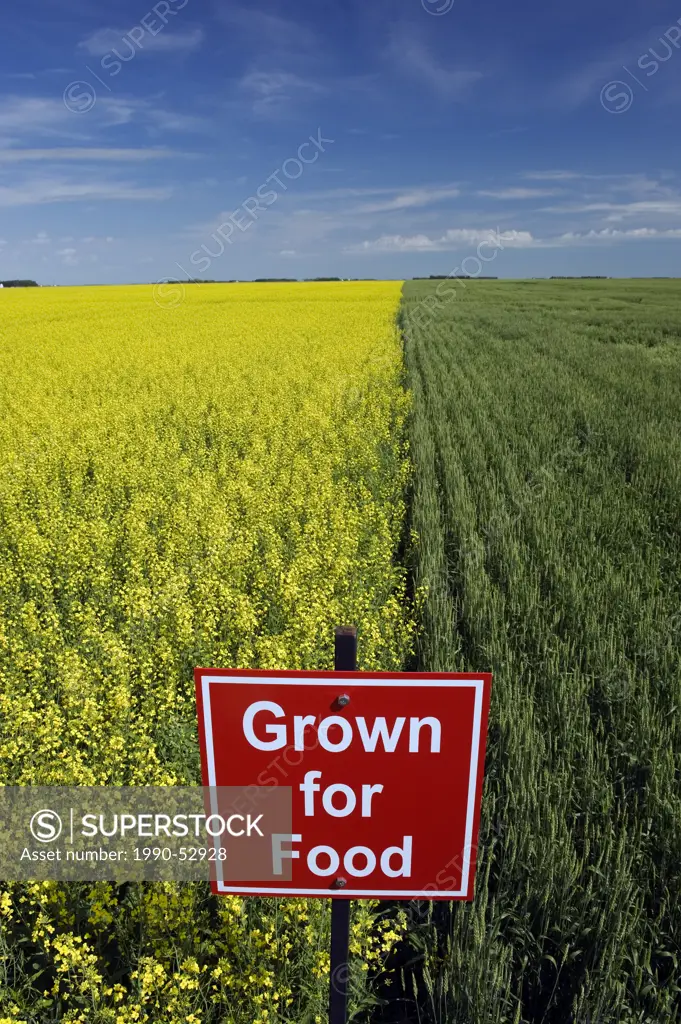 Blooming canola and spring wheat fields with ´Grown for food´ sign near Dugald, Manitoba, Canada