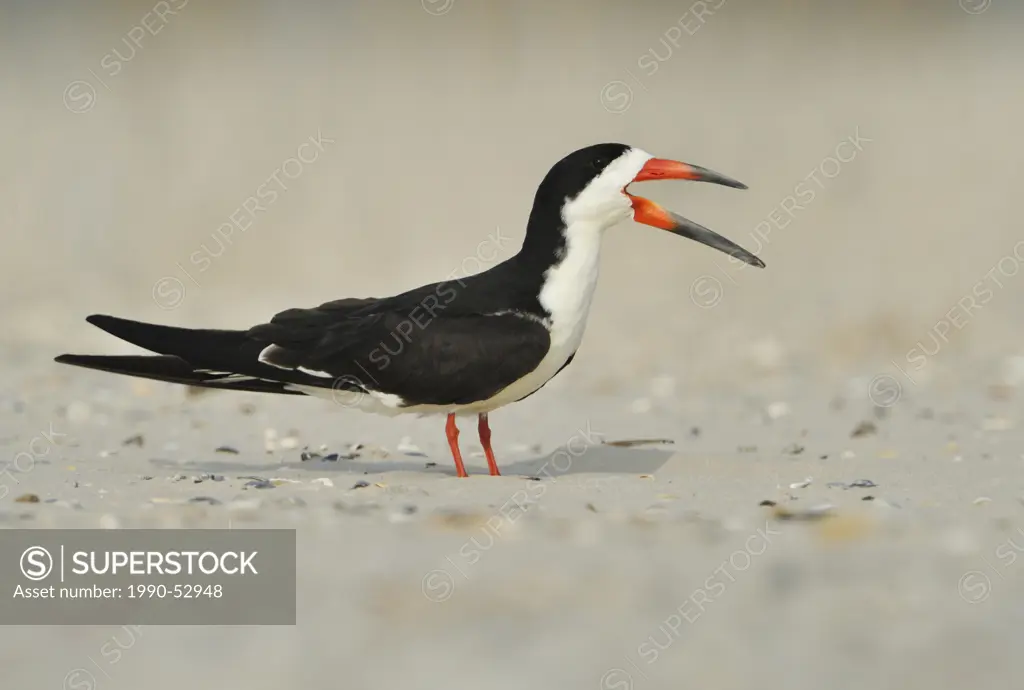 Black Skimmer Rynchops niger on beach at South Padre Island, Texas, United States of America