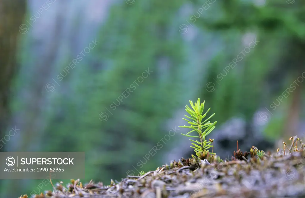 Subalpine fir seedling, Rockies, British Columbia, Canada.