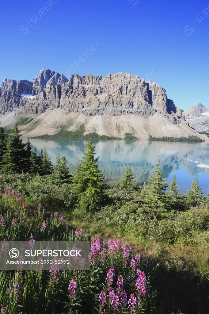 Fireweed at Bow Lake below Crowfoot Mountain, one of the most scenic photo locations along the world famous Icefields Parkway in Banff National Park i...