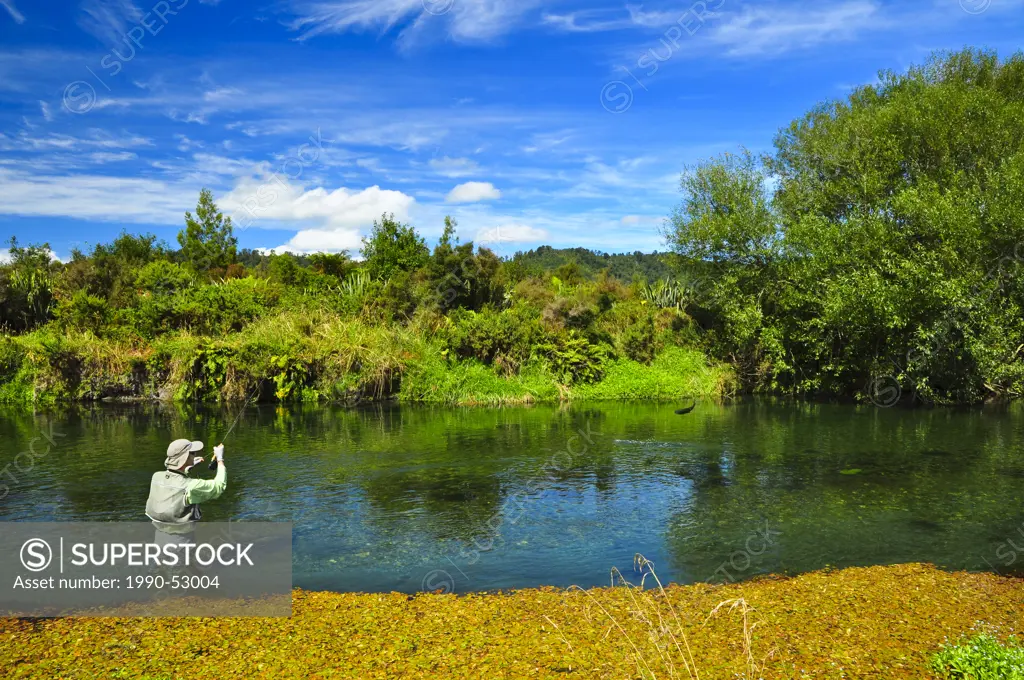 Man fly fishing, Spring Creek, South Island, New Zealand