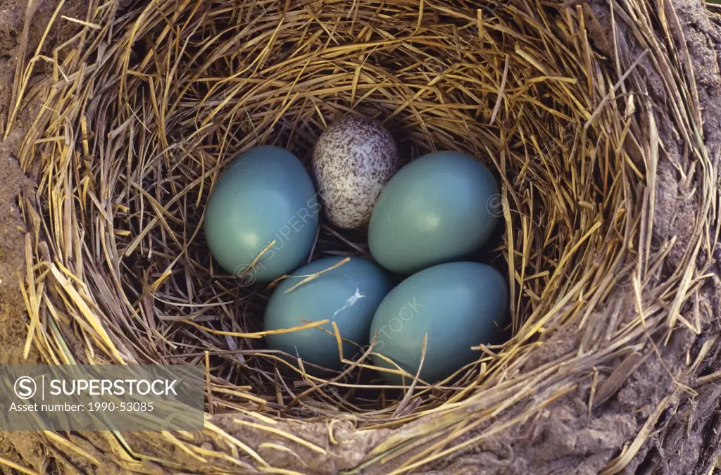 A cowbird egg among robin eggs in a robin nests, Canada.