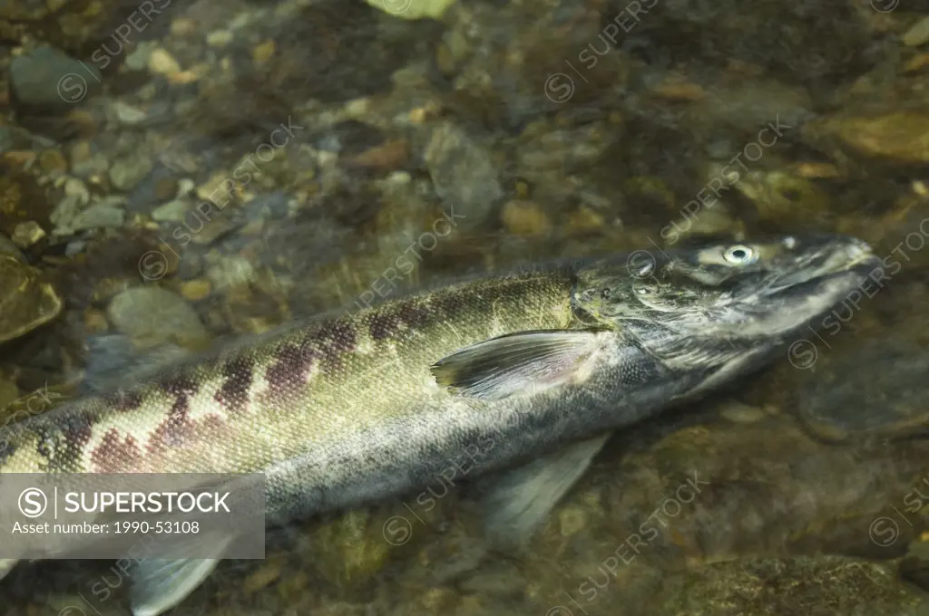 Chum salmon Oncorhynchus keta after spawning, Goldstream Provincial Park, Victoria, Vancouver Island, British Columbia, Canada