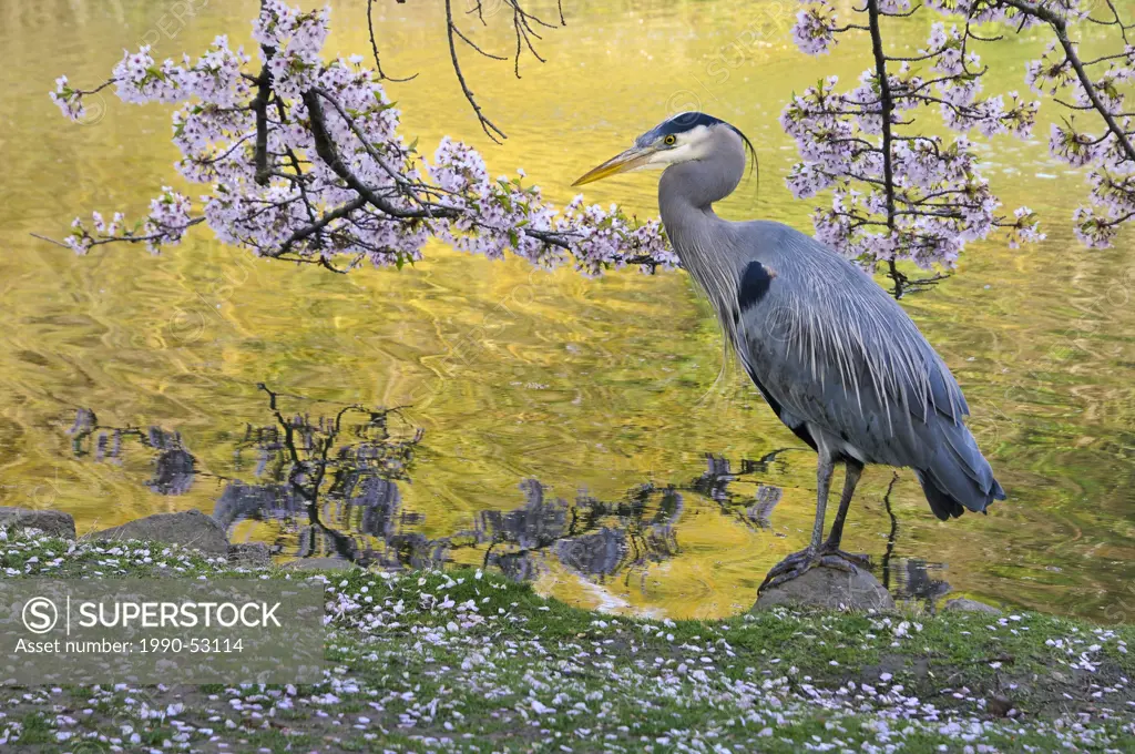 Great Blue Heron standing under cherry blossom trees by pond in Beacon Hill Park, Victoria, British Columbia, Canada