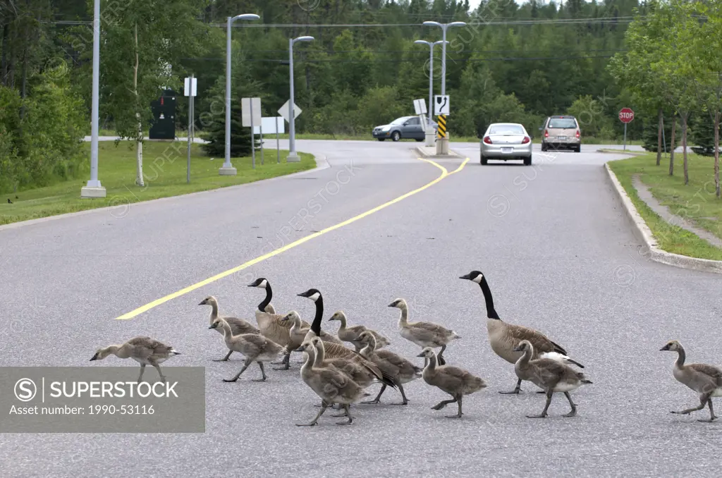 Canada Goose Branta canadensis Adult Parent with young goslings crossing the road. Thunder Bay Regional Hospital Grounds, Thunder Bay, Ontario. Canada...