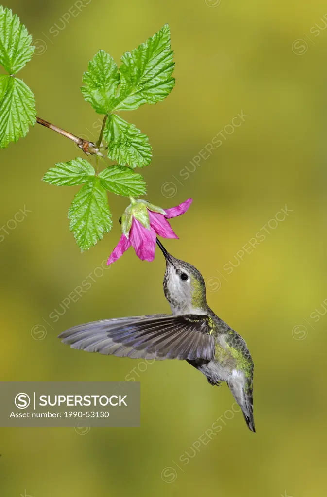 Anna´s Hummingbird Calypte anna at flower, Victoria, British Columbia, Canada