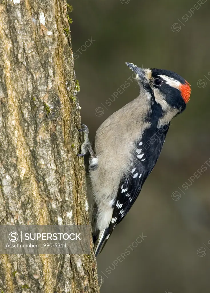 Downy Woodpecker, Canada