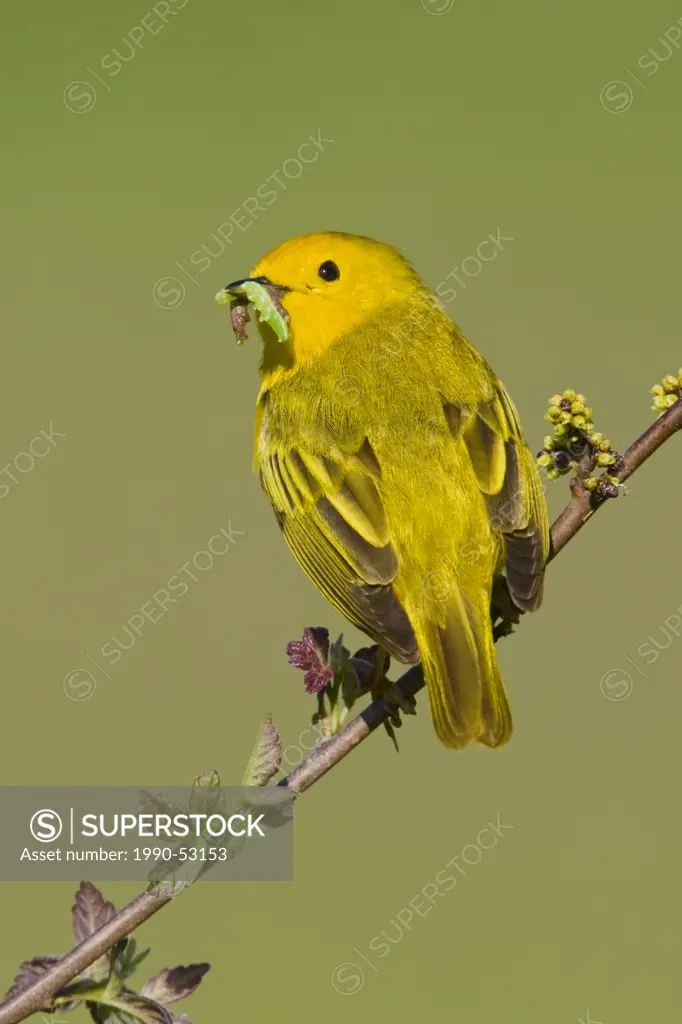 Yellow warbler Dendroica petechia perched on a branch with a caterpillar in its mouth near Long Point, Ontario, Canada
