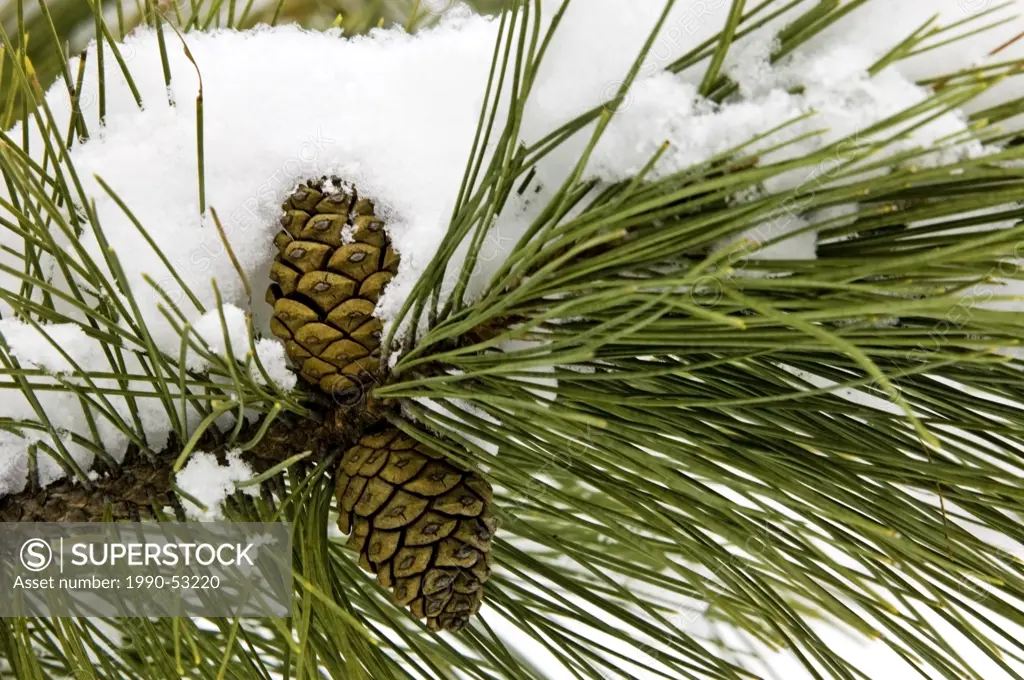 Detail of red pine Pinus resinosa, needles and cones in fresh snow, Lively, Ontario
