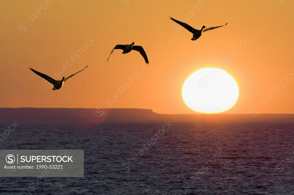 Canada geese fly over Lake Ontario while sun sets beside Mount Nemo on the Niagara Escarpment. Sunset viewed from Port Dalhousie in St. Catharines, On...