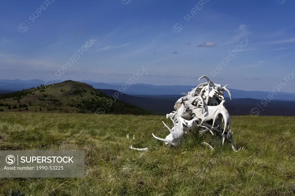 Grave stone of moose antlers in the Itcha Mountains of British Columbia Canada