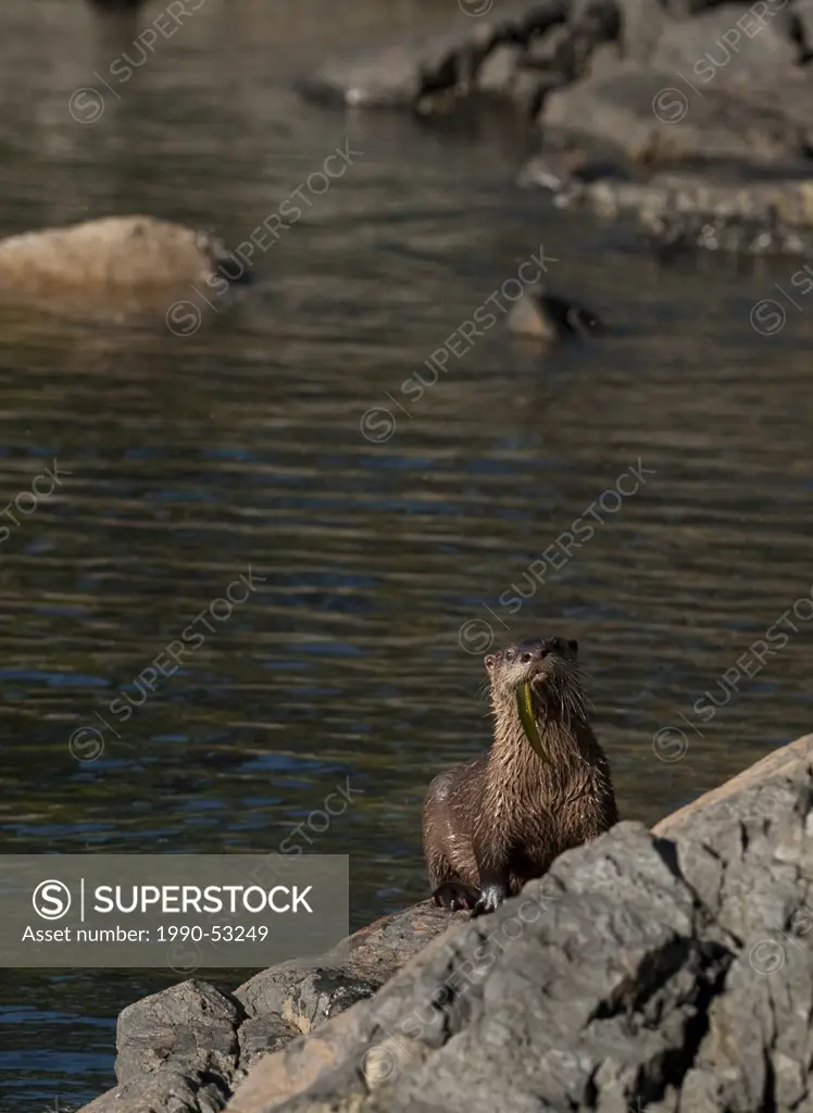 River Otter Lontra canadensis, on Morseby Island, Gulf Islands, British Columbia, Canada